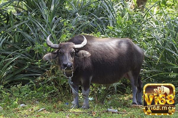 Anh em hãy tự tin chọn con số phù hợp cho giấc mơ thấy trâu nhà nhé!